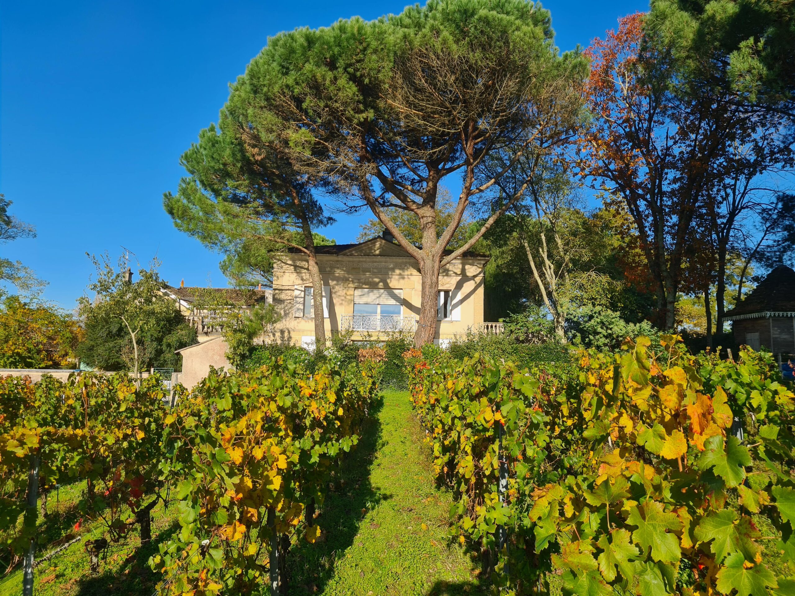 Rang de vigne du Château Mazeyres