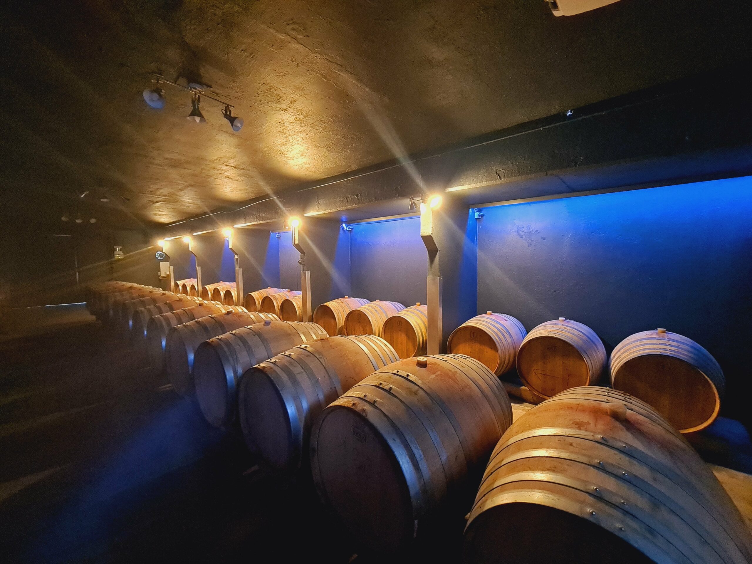 Rang de vigne du Château Mazeyres