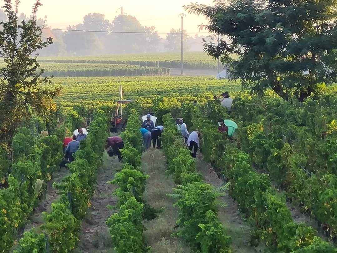 Rang de vigne du Château Mazeyres